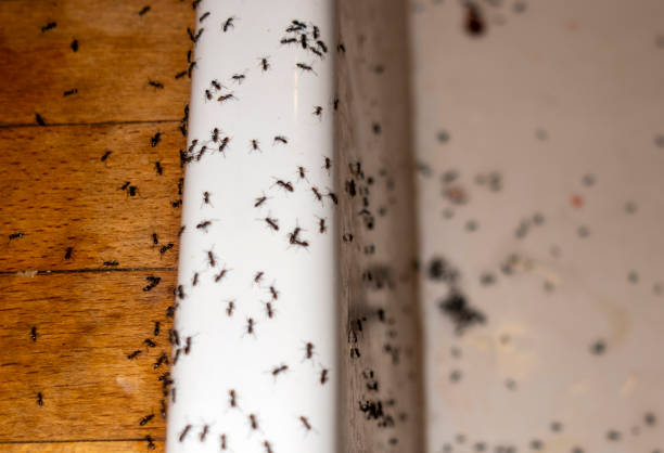 Best Termite Control Services  in , KY